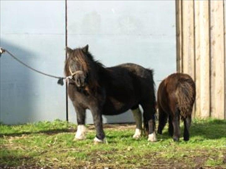 Shetlænder Waterloo Dotsy billede 9