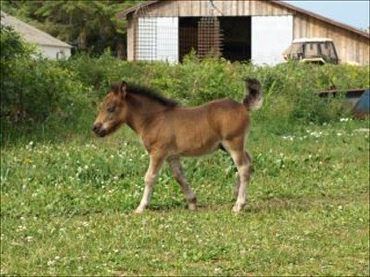 Shetlænder Sandgaardens Dundee billede 18