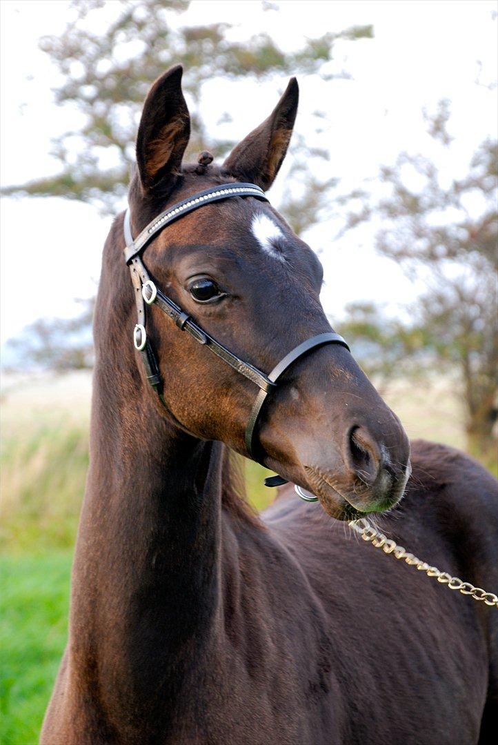 Dansk Varmblod Ellegaardens San Droneur - San Droneur 3 måneder billede 1