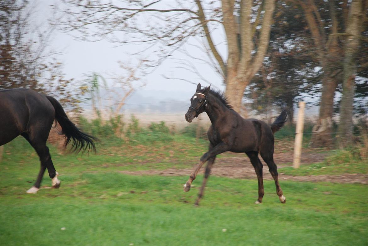Dansk Varmblod Ellegaardens San Droneur - San Droneur 3 måneder billede 2