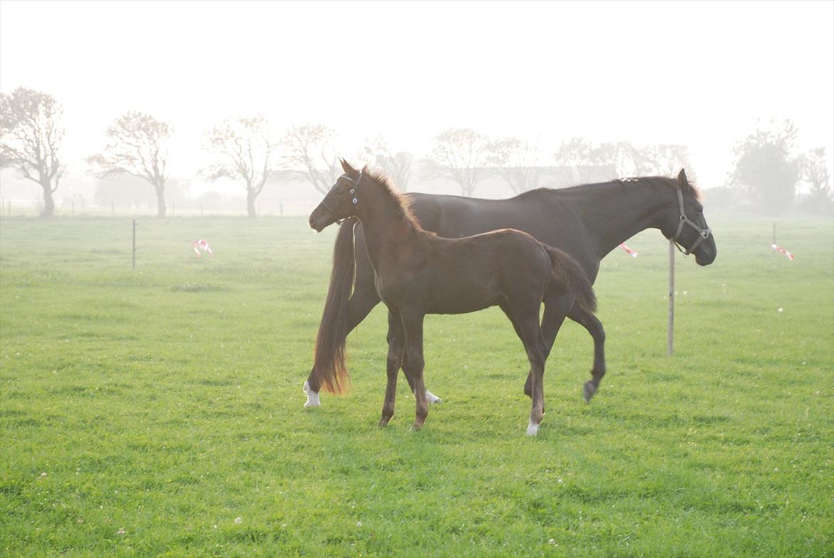 Dansk Varmblod Ellegaardens San Droneur - San Droneur 3 måneder billede 3
