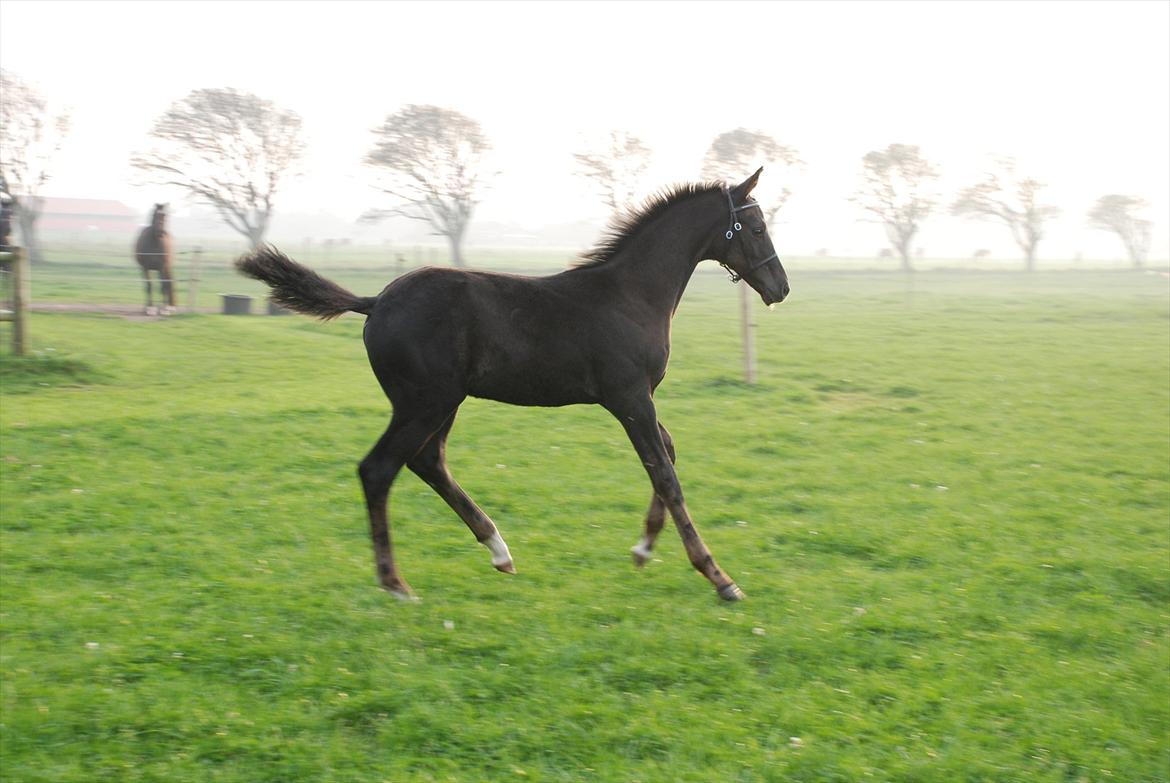 Dansk Varmblod Ellegaardens San Droneur - San Droneur 3 måneder billede 4