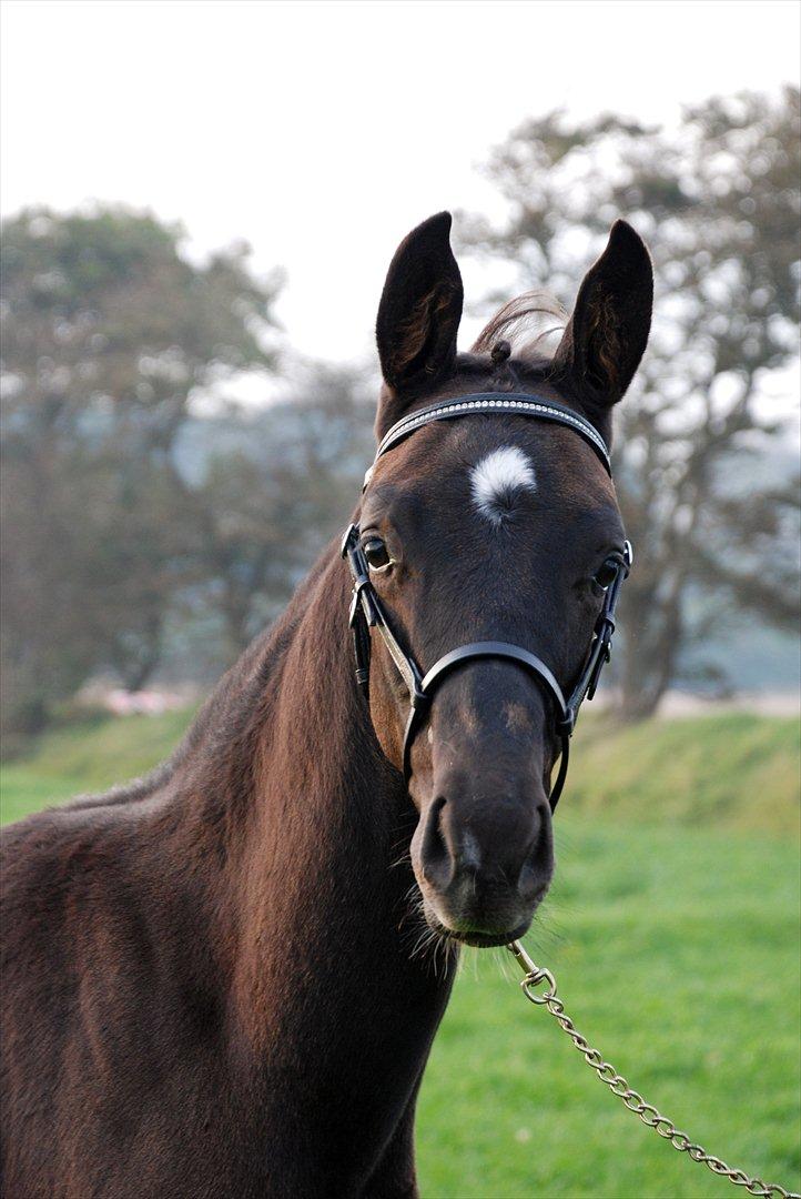 Dansk Varmblod Ellegaardens San Droneur - San Droneur 3 måneder billede 5