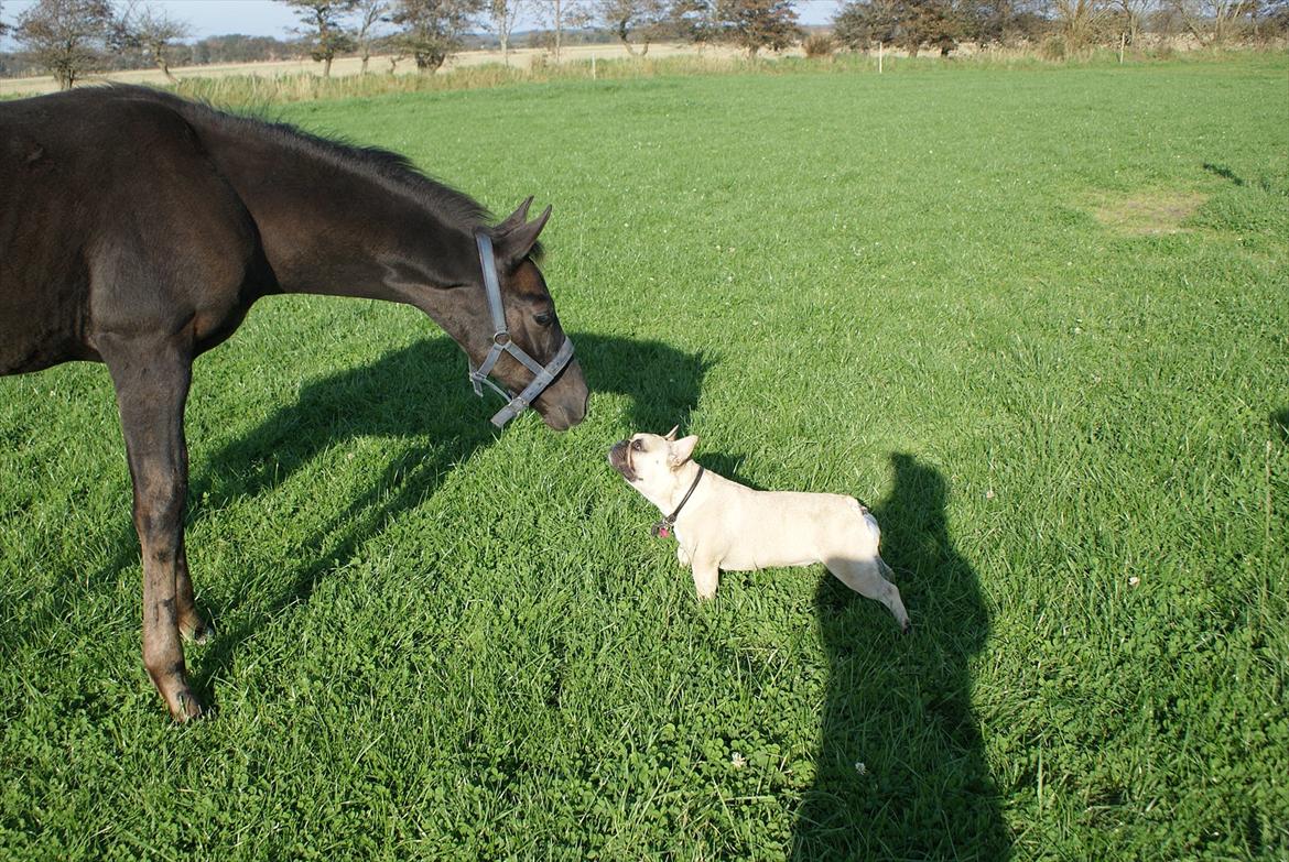Dansk Varmblod Ellegaardens San Droneur - San Droneur 3 måneder billede 6