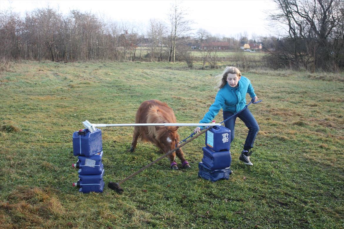 Miniature BRØGGERGÅRDENS SOFUS DEE - Fodi lillehesten har en vilje af stål! billede 7