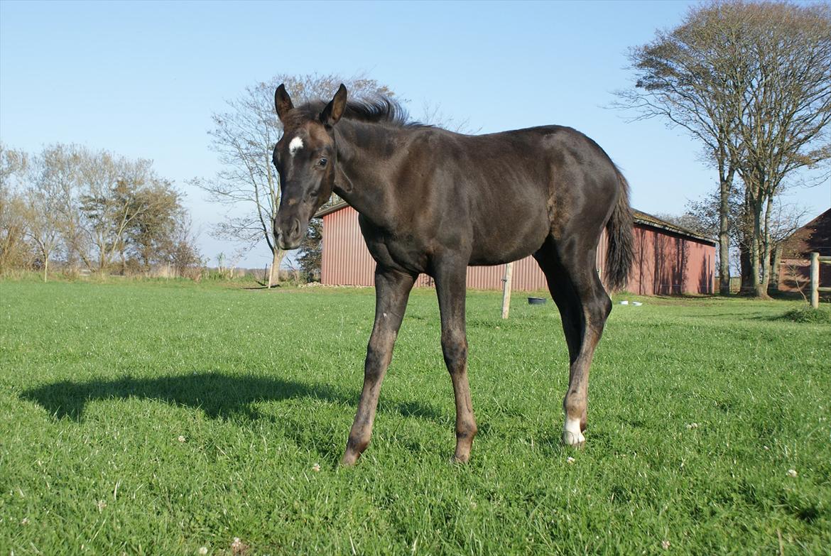 Dansk Varmblod Ellegaardens San Droneur - San Droneur 3 måneder billede 7