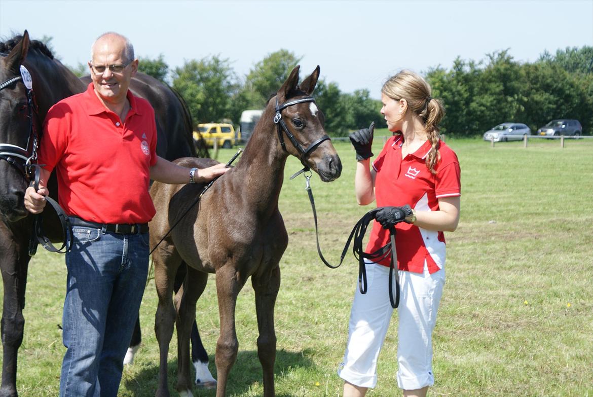 Dansk Varmblod Ellegaardens San Droneur - San Droneur 5 uger billede 8