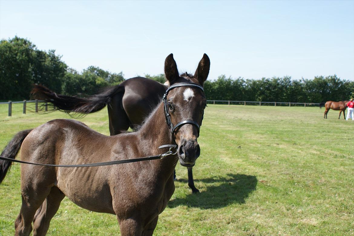Dansk Varmblod Ellegaardens San Droneur - San Droneur 5 uger billede 9