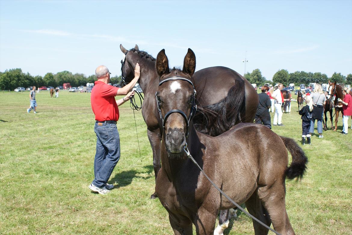 Dansk Varmblod Ellegaardens San Droneur - San Droneur 5 uger billede 10