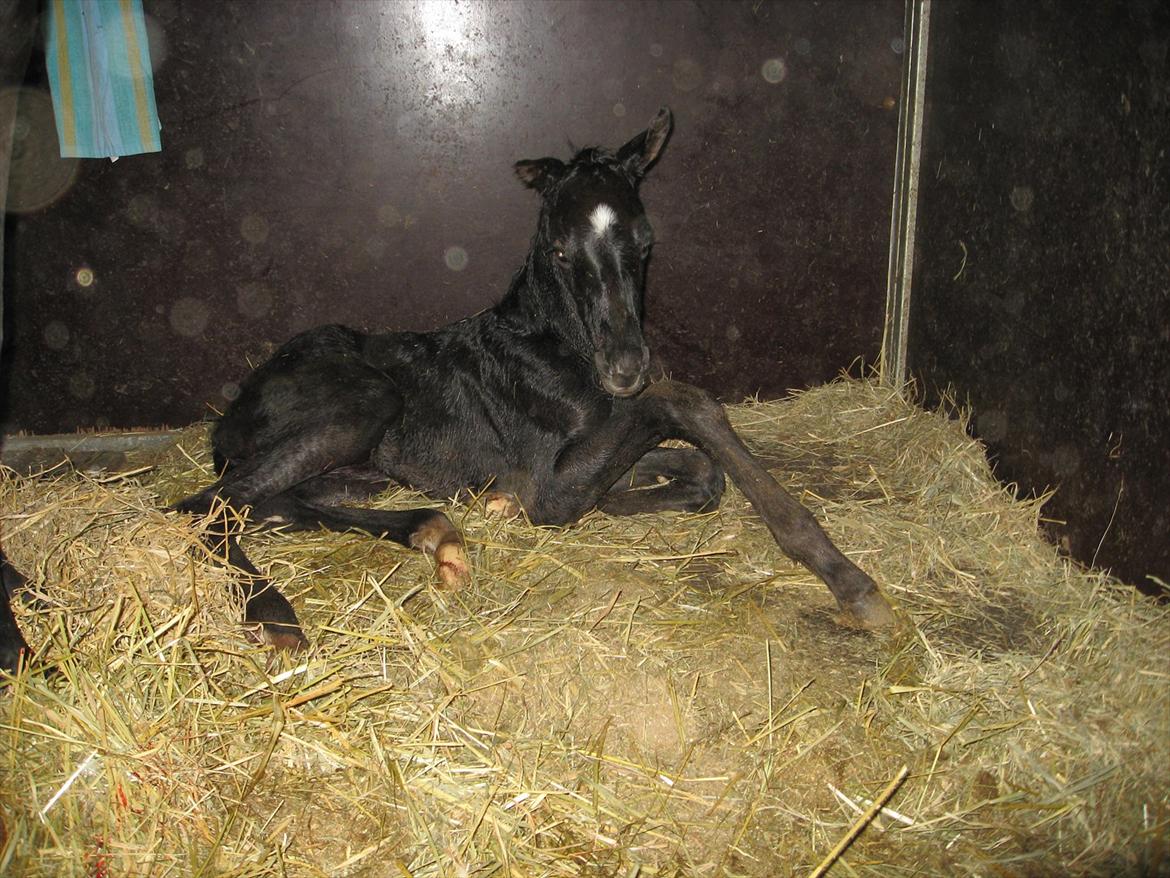 Dansk Varmblod Ellegaardens San Droneur - San Droneur er næsten lige blevet født billede 11