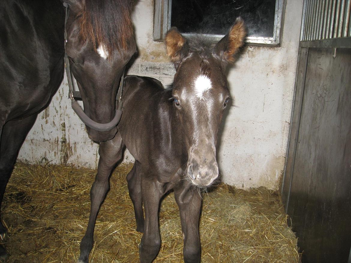 Dansk Varmblod Ellegaardens San Droneur - San Droneur er lige kommet op på benene billede 12
