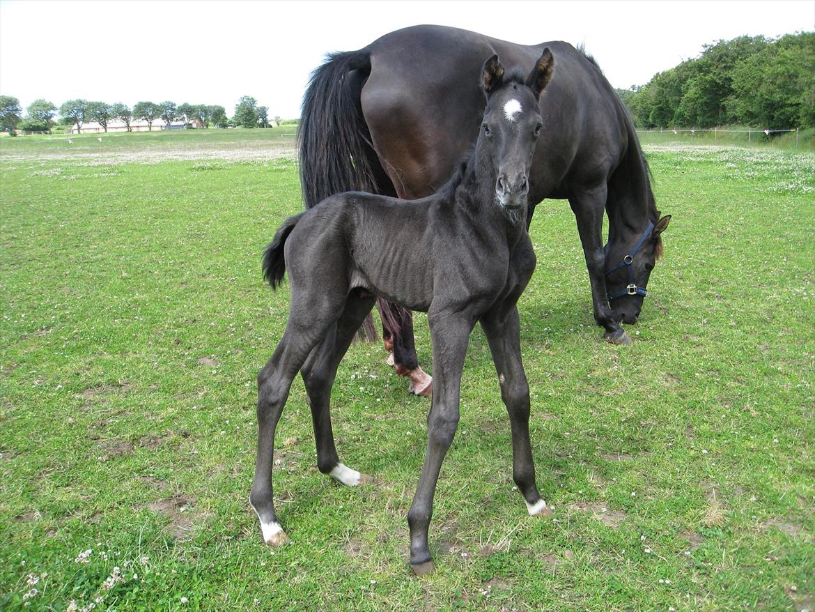 Dansk Varmblod Ellegaardens San Droneur - San Droneur 1 døgn gammel billede 13