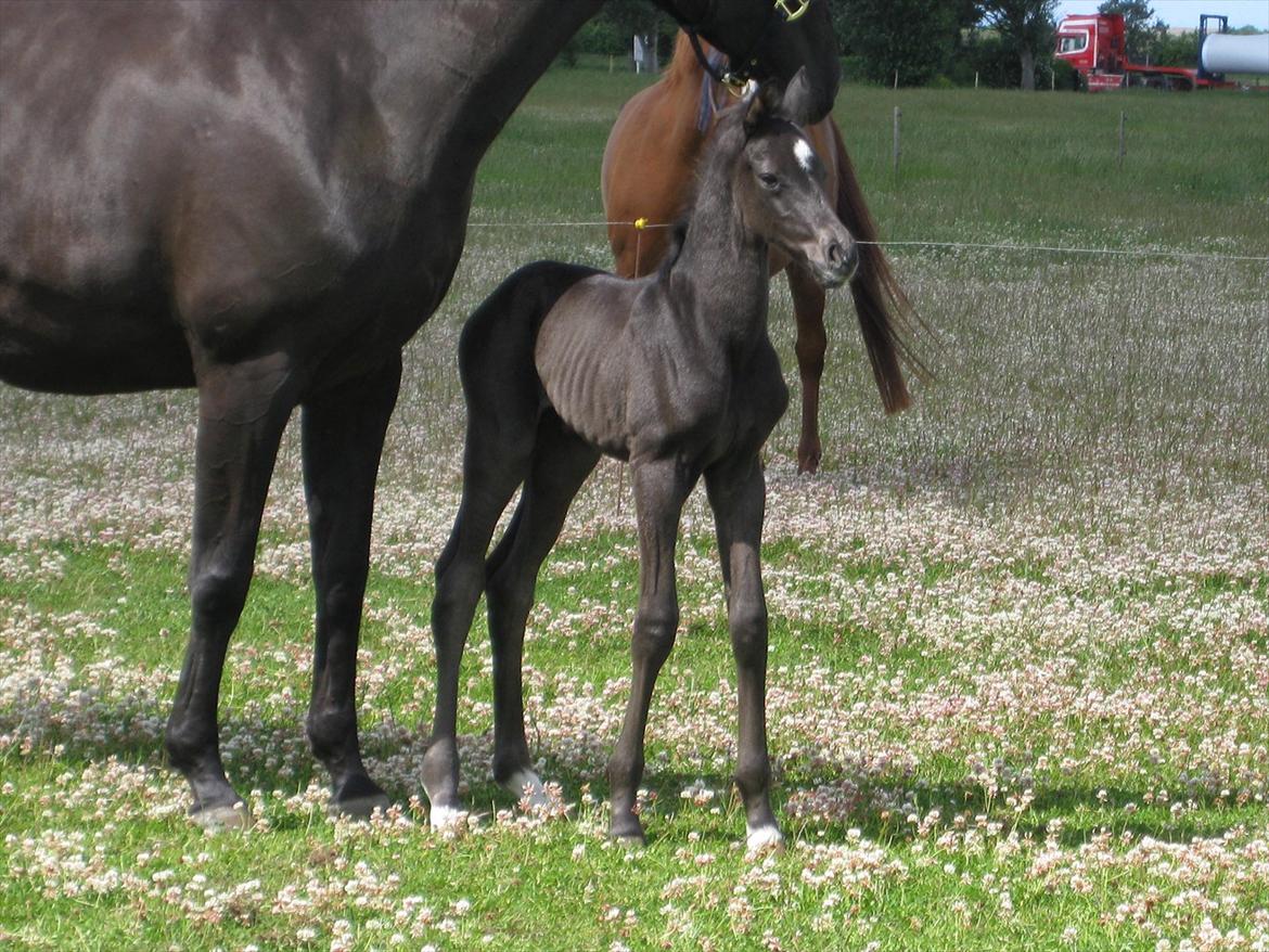 Dansk Varmblod Ellegaardens San Droneur - San Droneur 1 døgn gammel billede 14