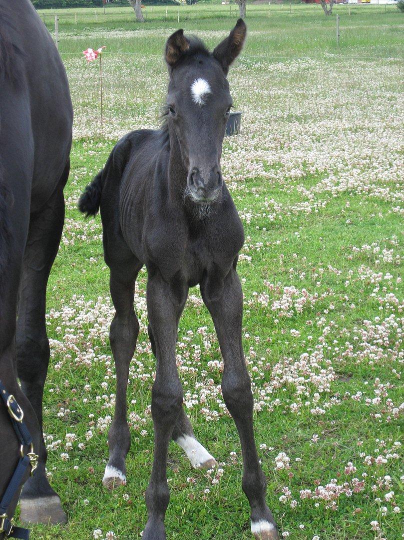 Dansk Varmblod Ellegaardens San Droneur - San Droneur 1 døgn gammel billede 15