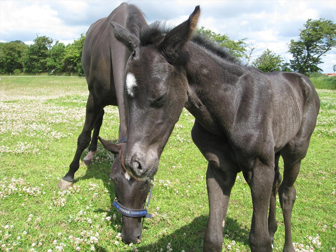 Dansk Varmblod Ellegaardens San Droneur - San Droneur 1 døgn gammel billede 16