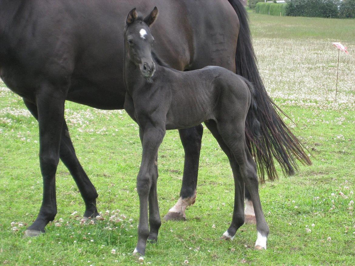 Dansk Varmblod Ellegaardens San Droneur - San Droneur 1 døgn gammel billede 17
