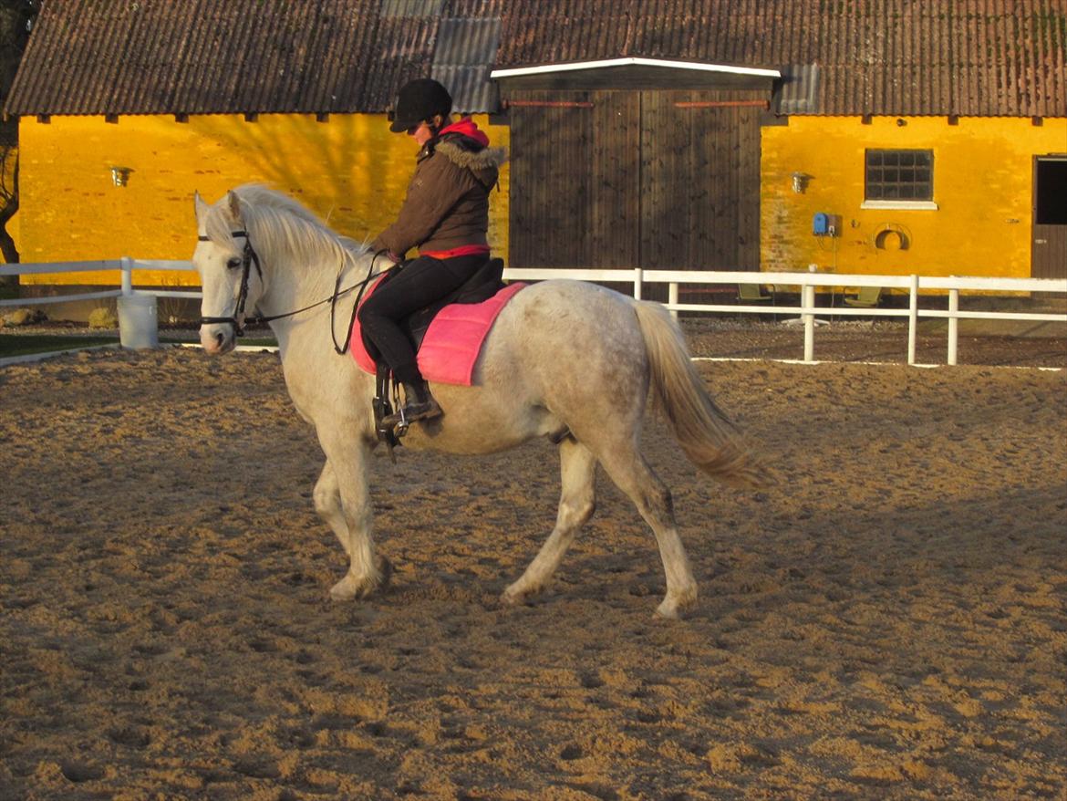 Anden særlig race • William - første gang vi trænede!:D billede 8