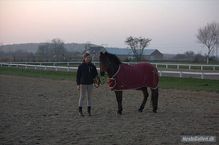 Irsk Hunter Chapman De La Cruz billede 3