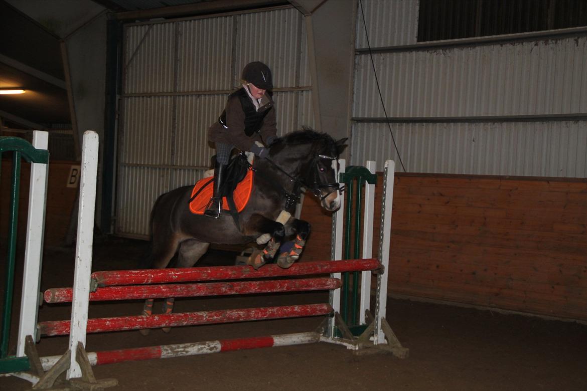 Welsh Pony (sec B) Bakkegaarden's Nikita B-pony - spring træning på hoppe dyret billede 5