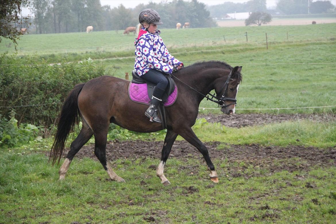 Welsh Pony (sec B) Bakkegaarden's Nikita B-pony - dressur træning på den dejlige pige billede 6
