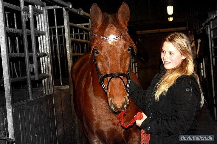 Hannoveraner Bredmose's bellami - lige fået bellami!<3 billede 9