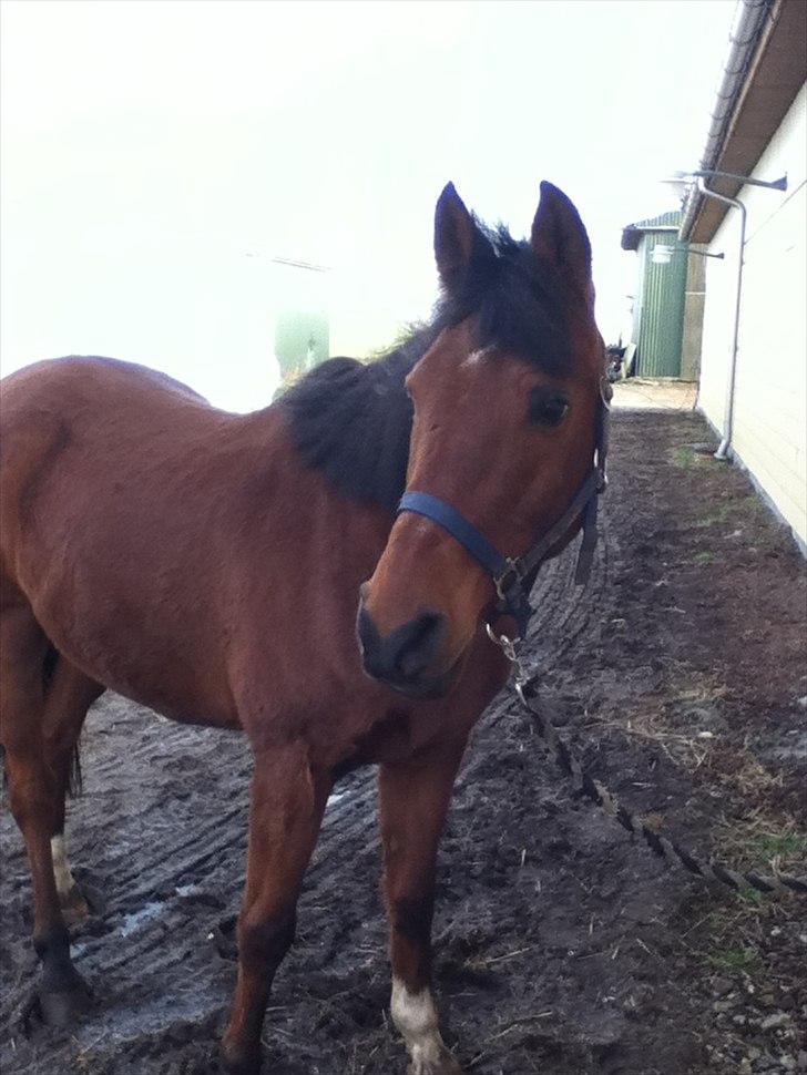 Arabisk fuldblod (OX) (Theofilus) Theodor  - Ham den elskede Theofilius <3

-Foto, mig :) billede 9