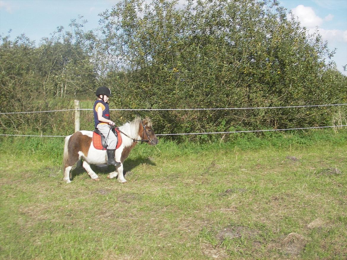 Shetlænder billy boy, my heart i:'<3 billede 15