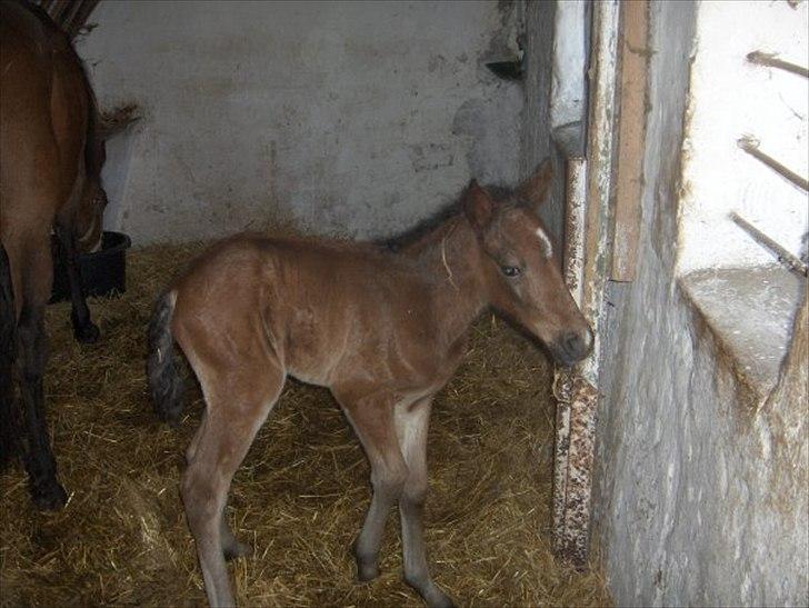 Traver Magic - Næsten lige født billede 10