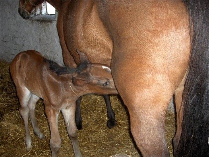 Traver Magic - Mums mælk billede 11