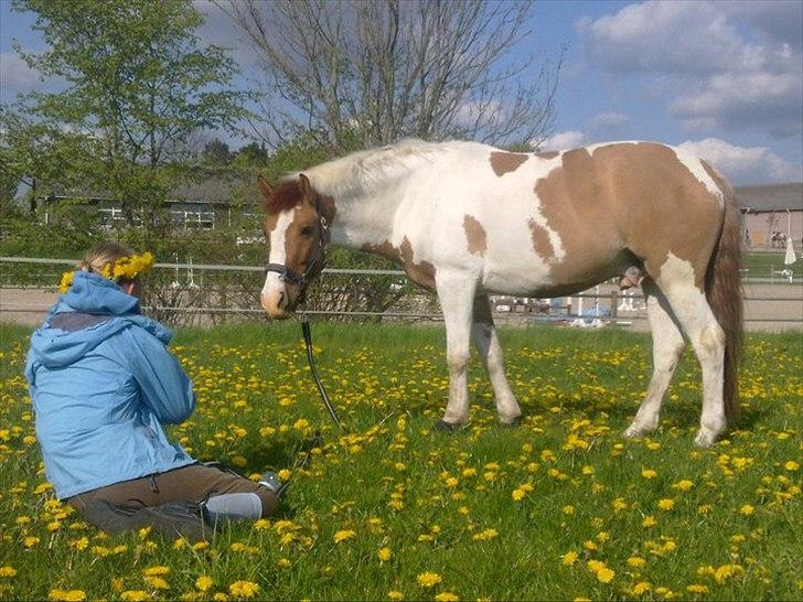 Hollandsk Sportspony Pablo P. (Nuttie)  - min smukke smukke pony :) billede 4