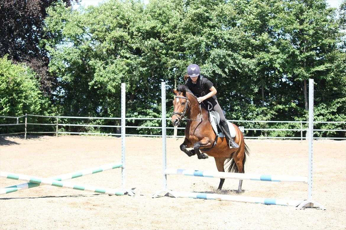 Anden særlig race Stjerne billede 8