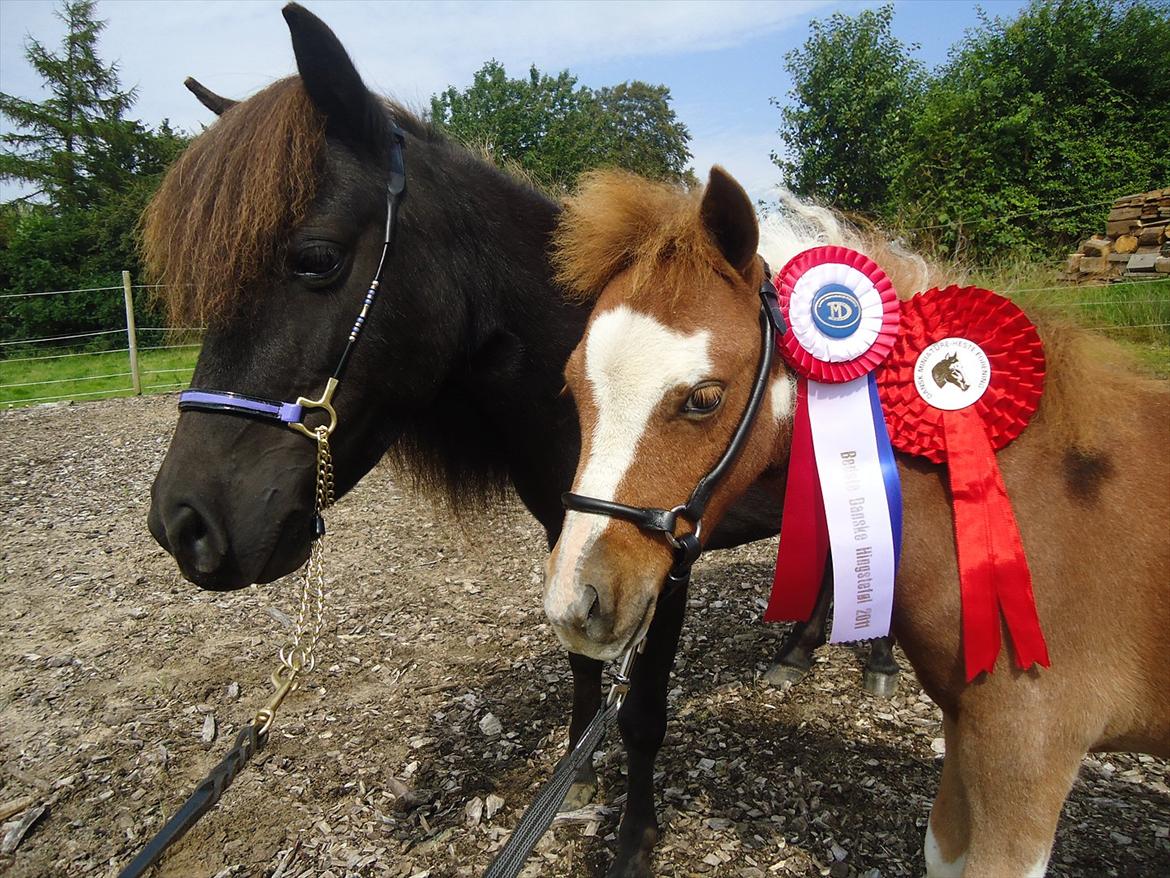 Dansk Miniature Kidings One and Only - Mor Caddy og Only med hans rosetter fra føl og plagskuet 2011 billede 17