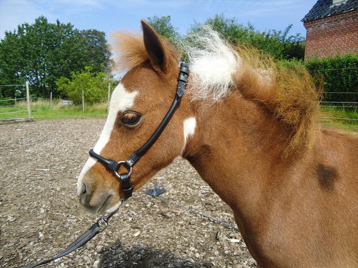 Dansk Miniature Kidings One and Only billede 18