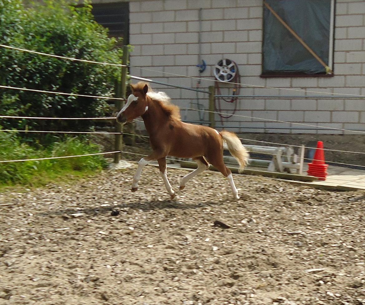 Dansk Miniature Kidings One and Only billede 19