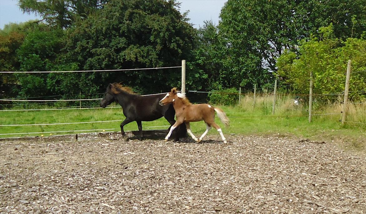 Dansk Miniature Kidings One and Only billede 20