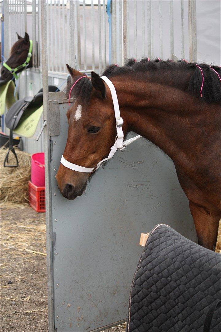Anden særlig race Stjerne billede 11