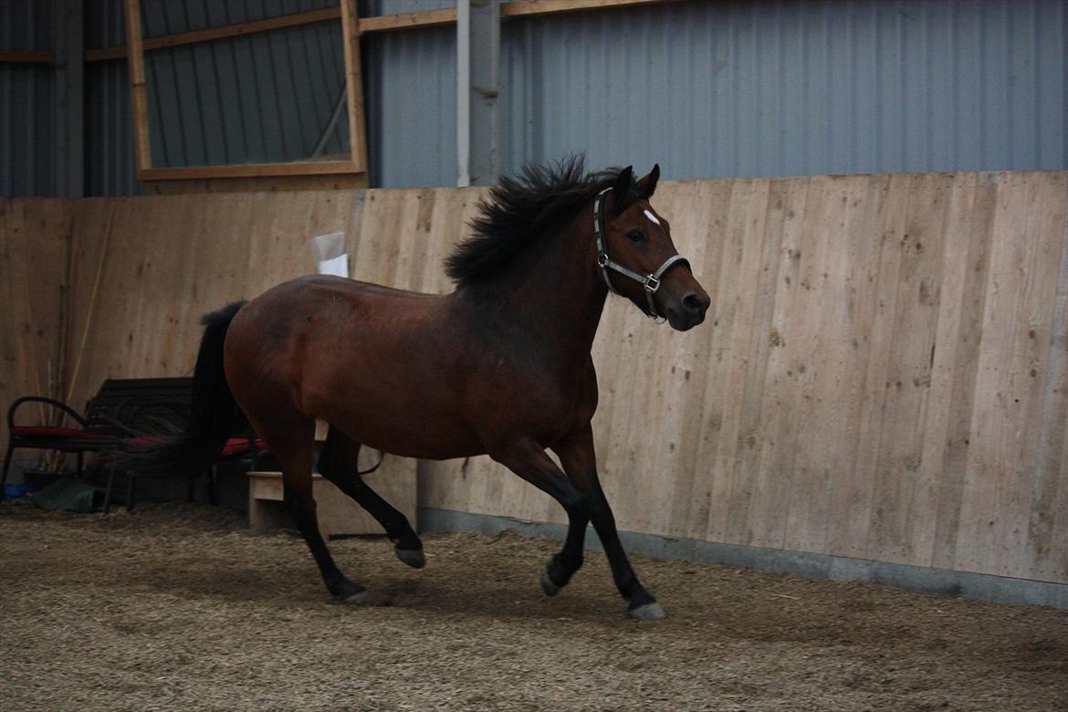 Anden særlig race Stjerne billede 18