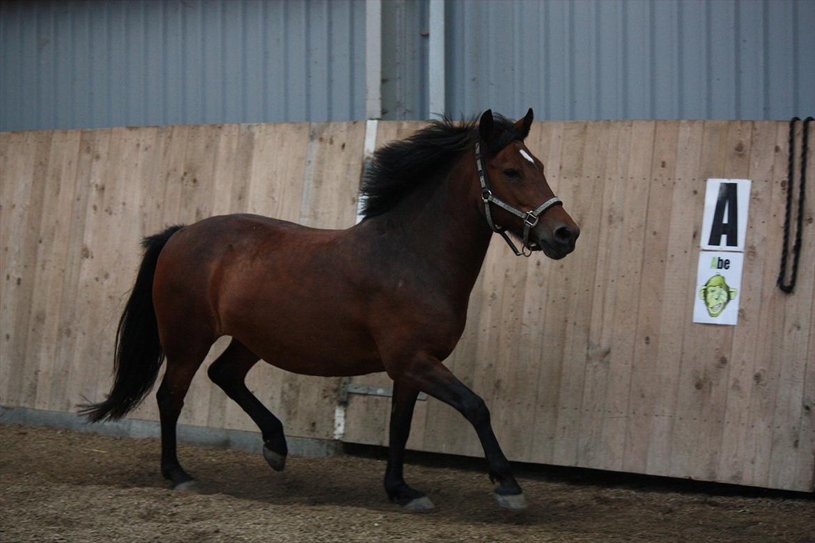 Anden særlig race Stjerne billede 19