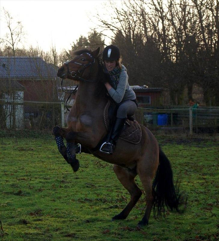 Anden særlig race Stjerne - 11.01.2012 stejler på kommando, fangede ideen allerede på et kvarter, her er det dagen efter hun lærte det! billede 3