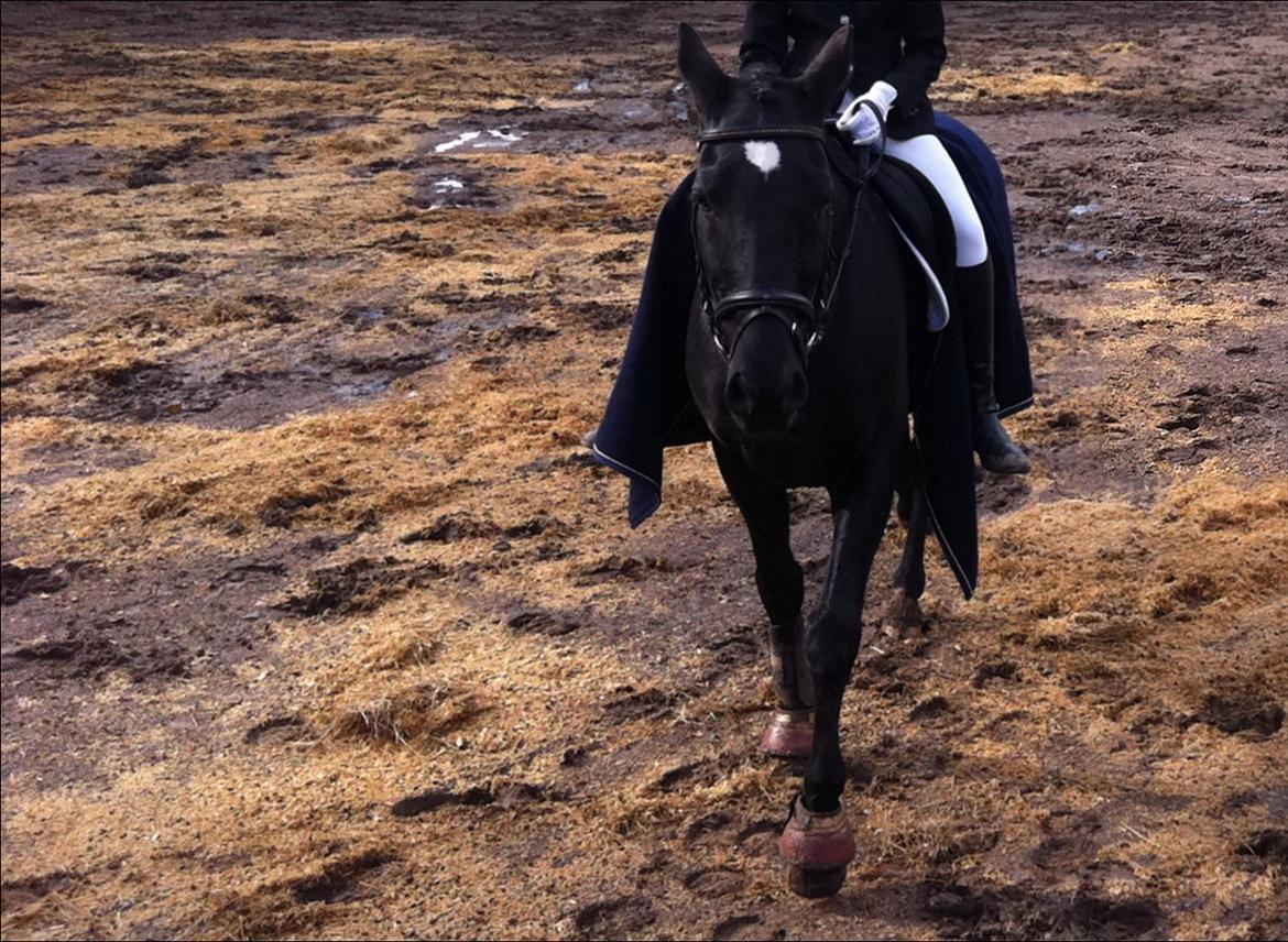 Welsh Cob (sec D) Dark Shadow <3 billede 5