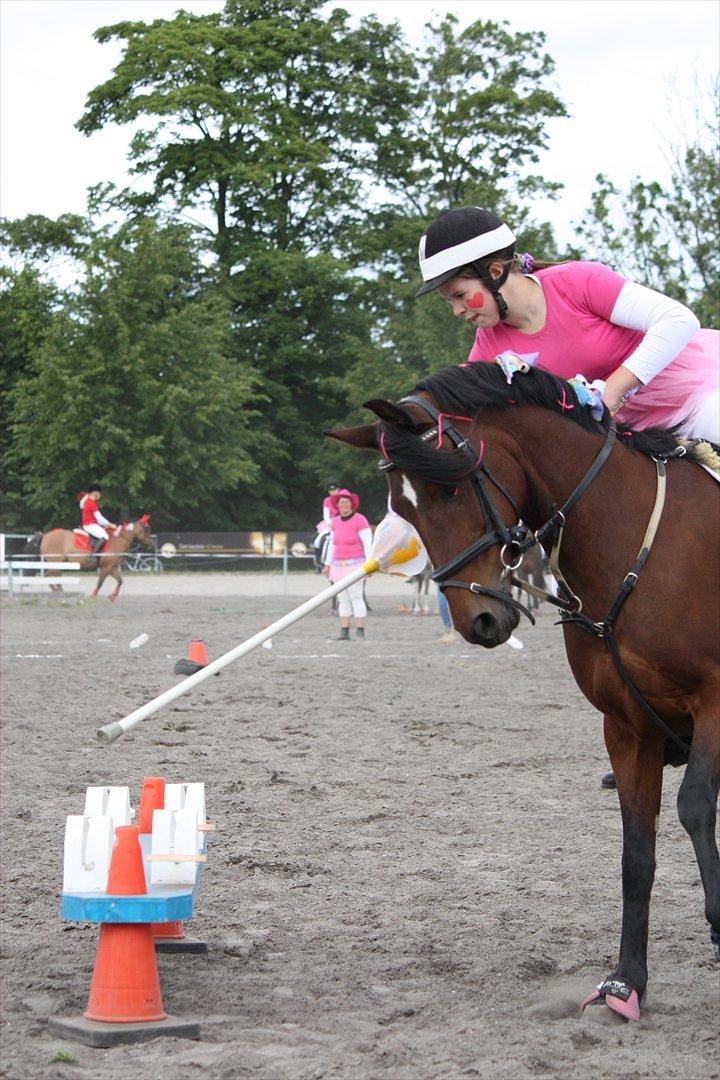 Anden særlig race Brenda/Carina billede 16