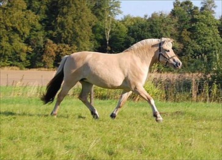 Fjordhest Østerskov's Mirinda billede 3