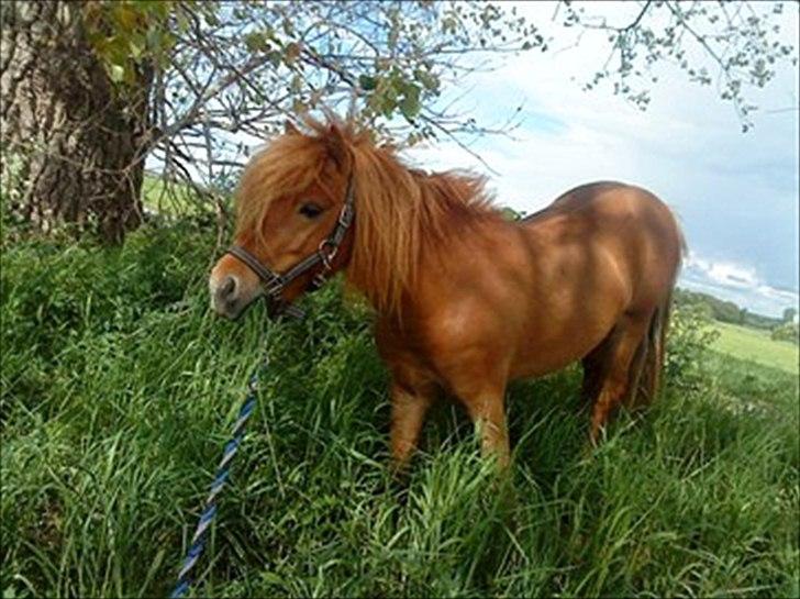 Shetlænder Nordhusets Hannibal Small <3 #Pony prinsen# - Velkommen til min smukke hingst, håber i vil nyde ham ligeså meget som jeg gør :) billede 2