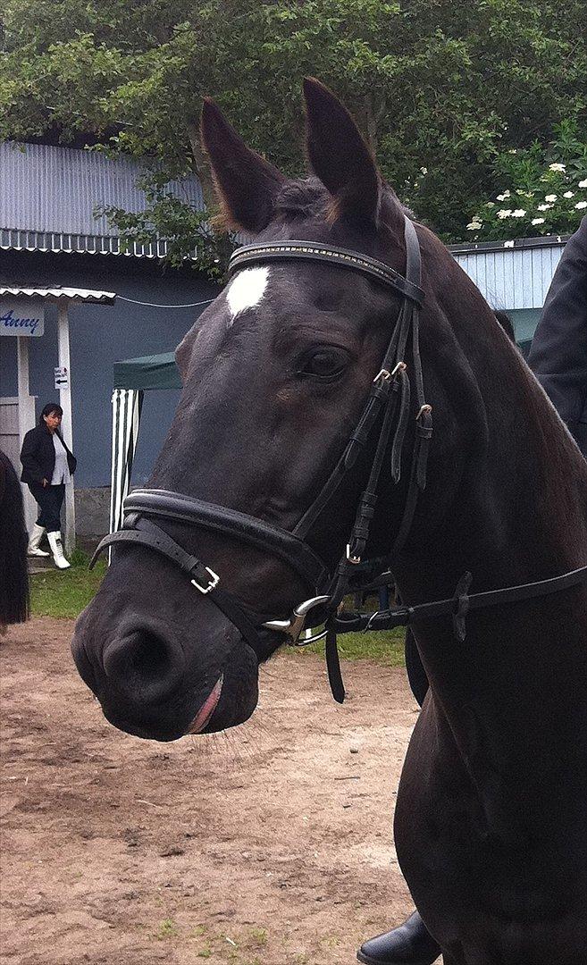 Welsh Cob (sec D) Dark Shadow <3 billede 4