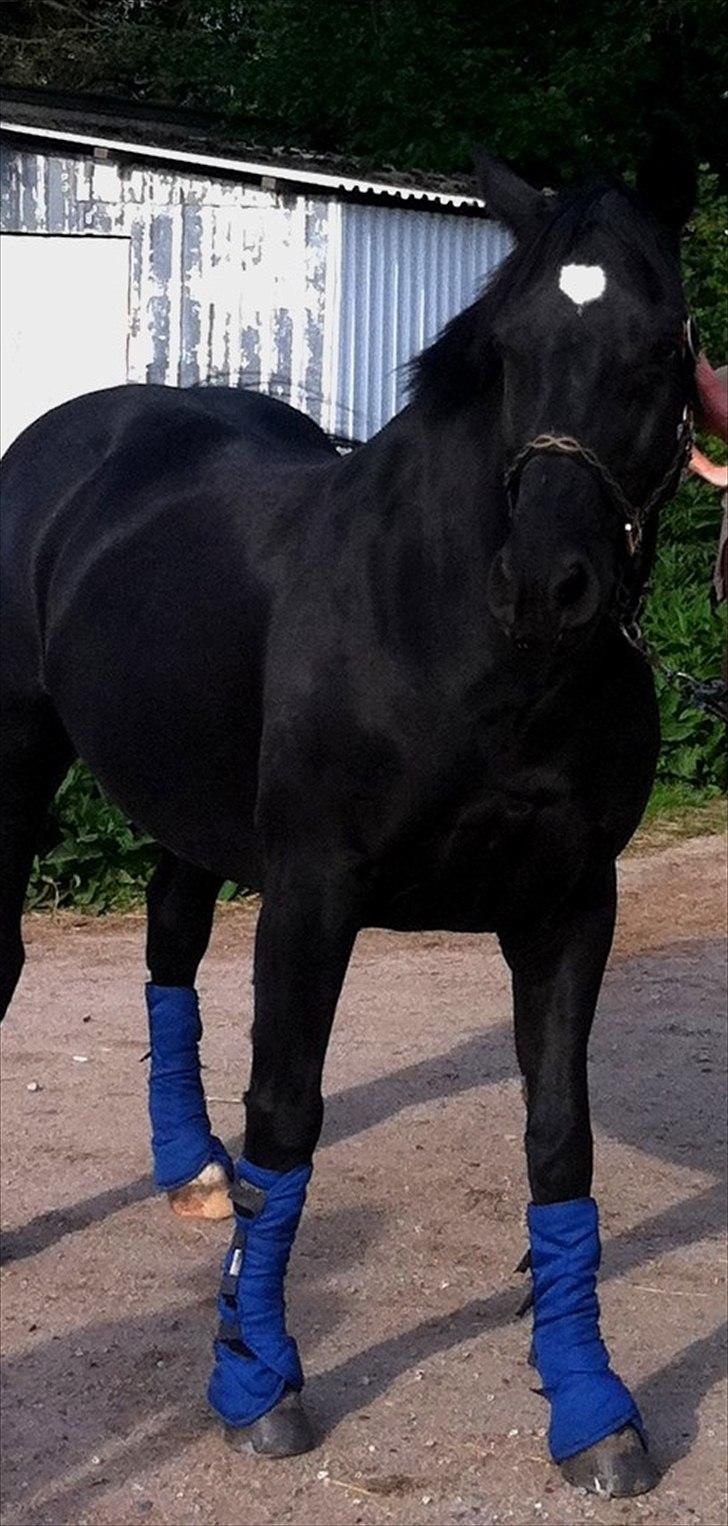 Welsh Cob (sec D) Dark Shadow <3 billede 6