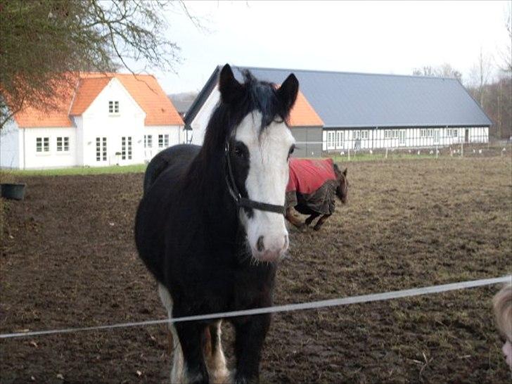 Irish Cob Næbbet´s Baldrian - Baldrian 2009 billede 3