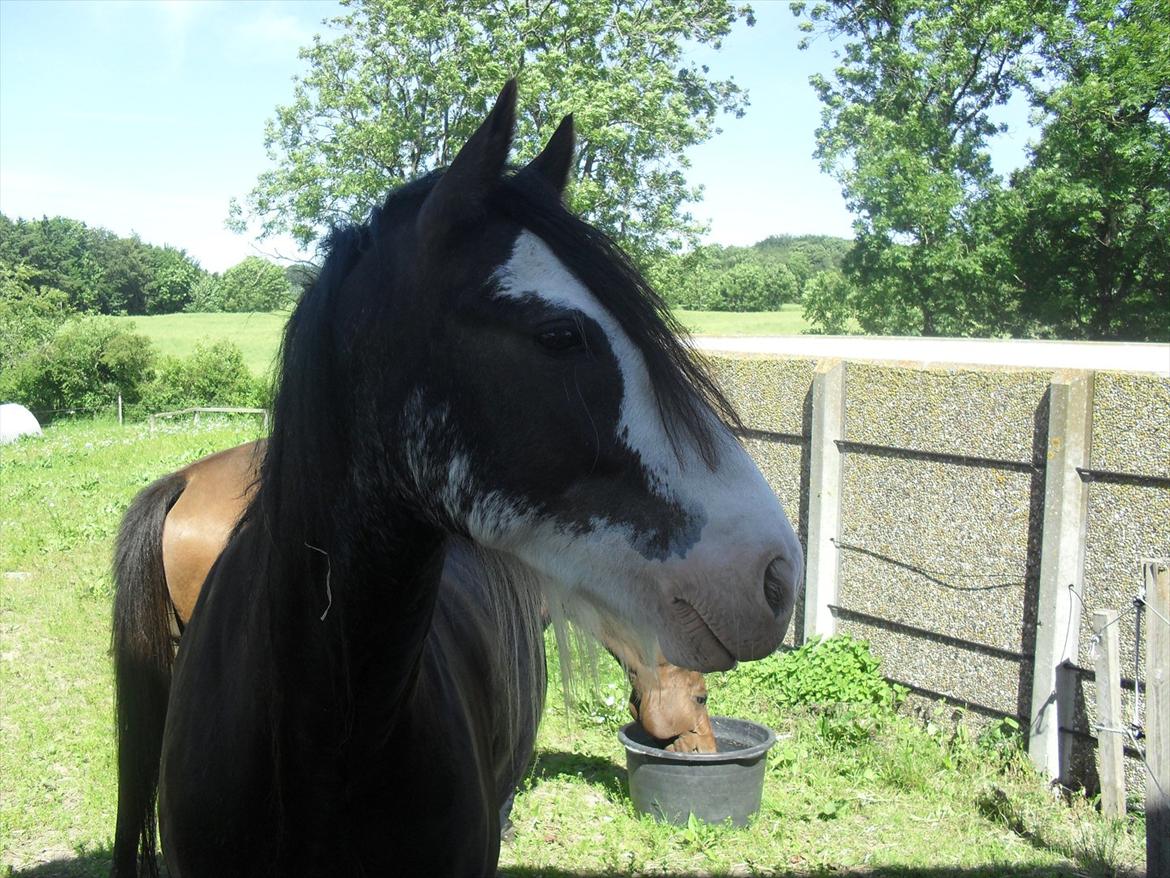 Irish Cob Næbbet´s Baldrian - Baldrian 2011 billede 9