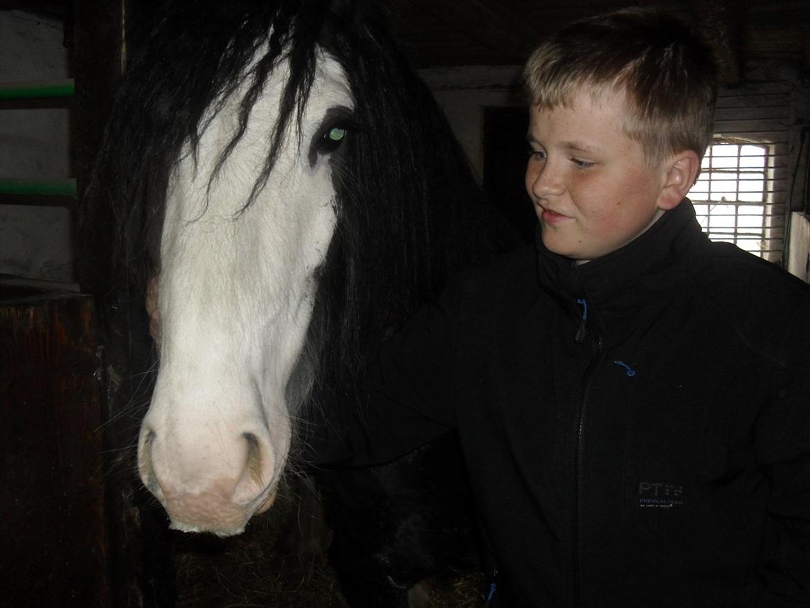 Irish Cob Næbbet´s Baldrian billede 4