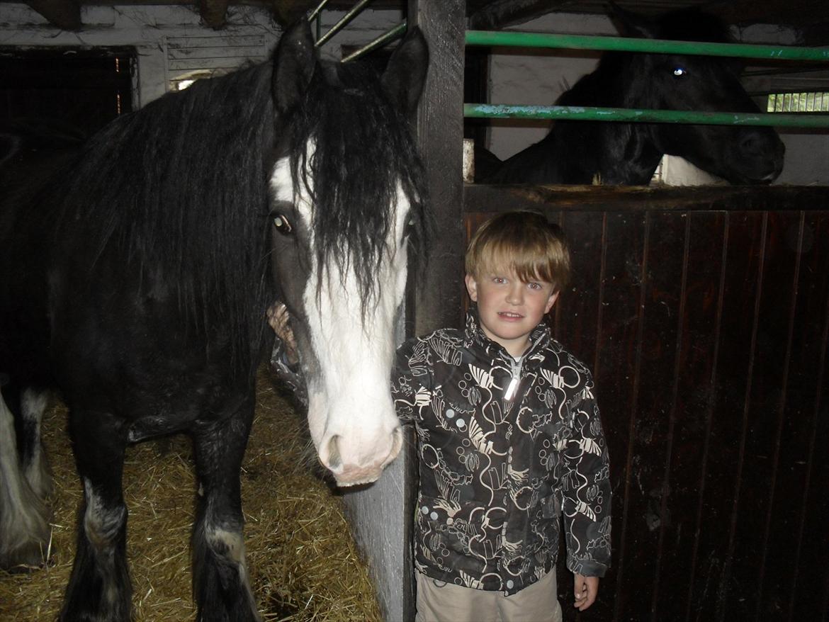 Irish Cob Næbbet´s Baldrian billede 5