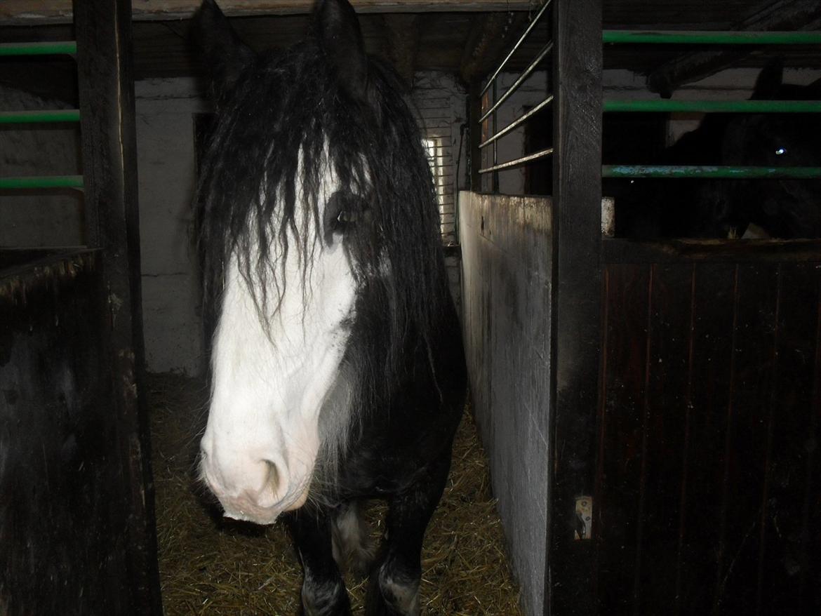 Irish Cob Næbbet´s Baldrian - Baldrian 2010 billede 6